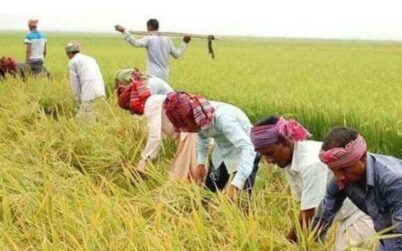কুলাউড়ায় সরকারী মুল্যে বোরো ধান ক্রয়ে লটারিতে কৃষক বাছাই