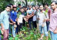 কুলাউড়ার কাদিপুরে মুক্তিযুদ্ধ মঞ্চের উদ্যোগে বৃক্ষরোপণ