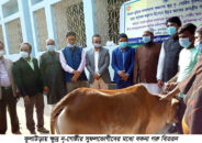 কুলাউড়ায় ক্ষুদ্র নৃ-গোষ্ঠীর সুফলভোগীদের মধ্যে বকনা গরু বিতরণ