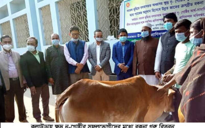 কুলাউড়ায় ক্ষুদ্র নৃ-গোষ্ঠীর সুফলভোগীদের মধ্যে বকনা গরু বিতরণ