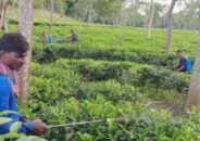 চা বাগান গুলোতে মাস্ক ছাড়াই কীটনাশক প্রয়োগ