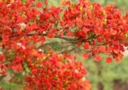 কুমিল্লার পথে প্রান্তরে নিরবে সৌন্দর্য বিলাচ্ছে কৃষ্ণচূড়া