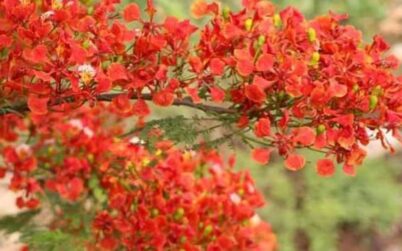 কুমিল্লার পথে প্রান্তরে নিরবে সৌন্দর্য বিলাচ্ছে কৃষ্ণচূড়া