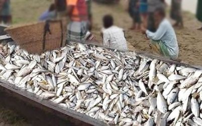 হাকালুকি হাওরে সরকারি জলমহালের মাছ লুট